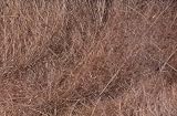 Hareline Dubbin Hareline Fly Tying Brown #18