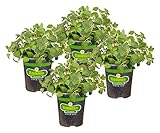 Bonnie Plants Italian Oregano Live Herb Plants, Perennial in Zones 5 to 10, Full Sun to Part Shade, 4 Pack