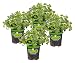 Bonnie Plants 4P5081 Oregano Live Herb Plants, Perennial in Zones 5 to 10, Major Ingredient In Italian Cuisine, 4-PACK