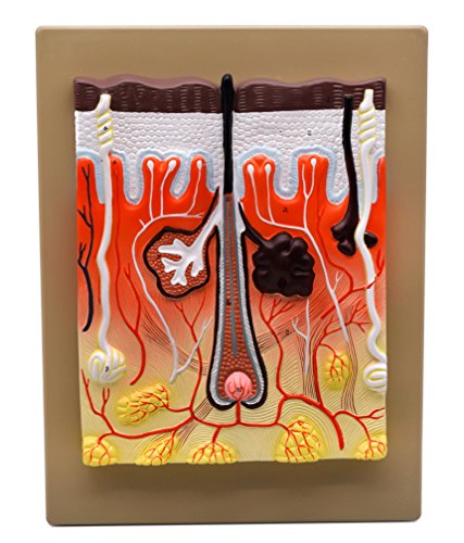 Image of EISCO Human Skin Model, 300x Enlarged - with Hand Painted Details - Mounted on Base, 13 inch x 10 inch