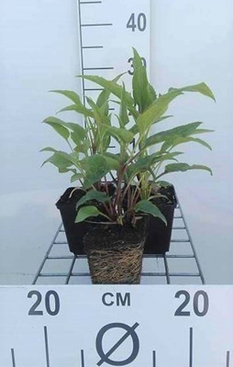 6x Sonnenblume - Echinacea purp. Doubledecker' | pot 9 x 9 cm