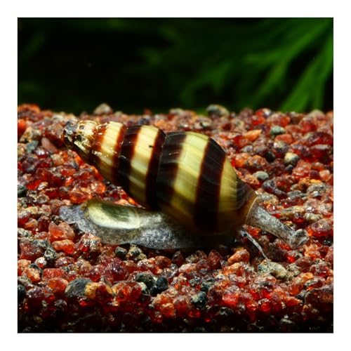 AQ4Aquaristik 5 x Raubschnecke, Clea Helena, Schneckenfresser, Anentome