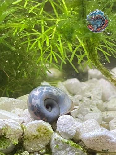 10+ Live Ramshorn Snails - Mixed Colors (Blue, Pink, Blue Leopard) - Perfect for Aquariums