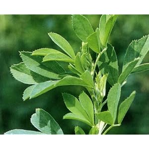 Fresh Seeds – Arriba II Alfalfa Forage 50 LB Seeds (for Gardening and Planting)