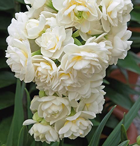 Narcissus Erlicheer Daffodil Bulbs - Fragrant Double Blooms for Indoor and Outdoor Gardens, Spring Flowering Bulbs, Easy to Grow - 10x Bulbs by Thompson & Morgan