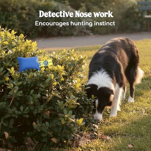 Hundeduft-Trainingsset, Hundeschnüffel-Set – Hundetrainingskit, Duft-Arbeitsset für Hunde, Hunde-Gehirnspiele für Hunde, Hundeschnüffelspielzeug, Hundespiele, Nasenarbeit für Hunde