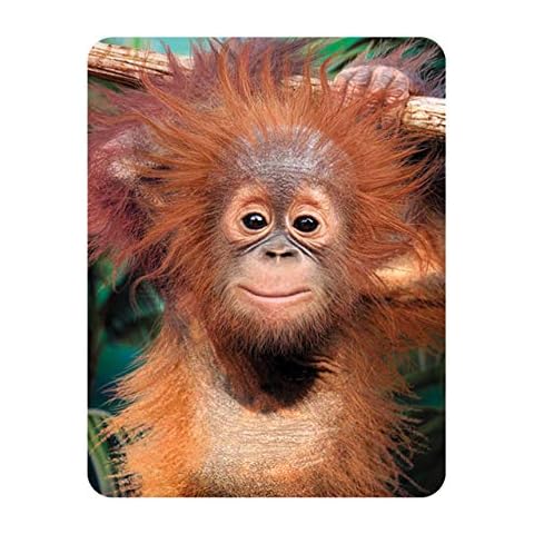 3D LiveLife Magnet - Baby Orangutan by Deluxebase Cover