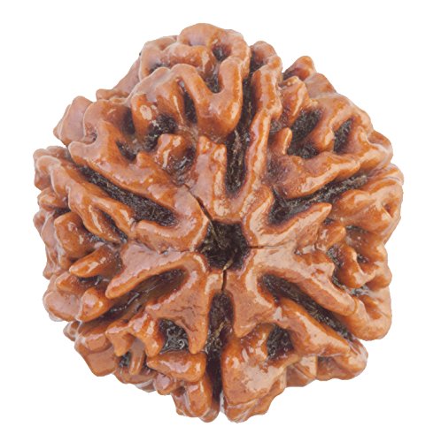 See full amazon price history chart for Saubhagya Global 6/Six Mukhi Rudraksha Lab Certified Siddha in Handmade Tassel, Nepal Beads, Size 18-24mm, Color-Brown Saubhagya Global 6/Six Mukhi Rudraksha Lab Certified Siddha in Handmade Tassel, Nepal Beads, Size 18-24mm, Color-Brown (B07811YWMM) Amazon Price History, Amazon Price Tracker