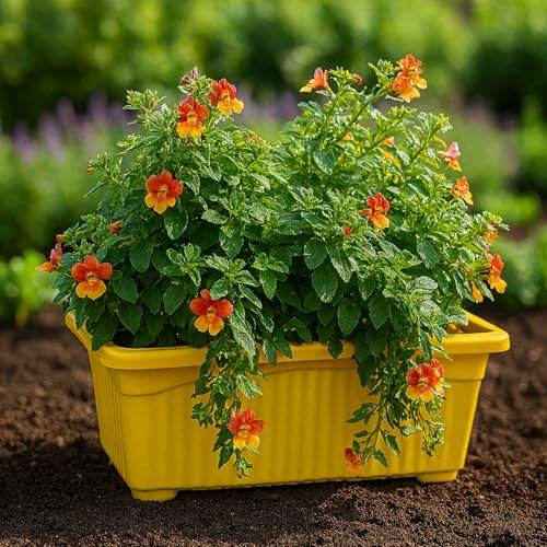 Image of Bianco Rectangular Plastic Pots for Plants, Jupiter Flower Pots for Home, Window Display, Garden (35 x 18.5 x 15 cm) (Yellow) (Pack of 12)