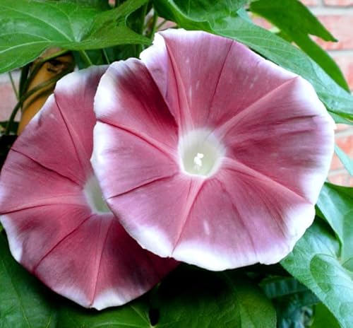 Morning Glory - Chocolate - 5 Seeds + Plant tag + Freebie - Ipomoea Nil - Climber Flower