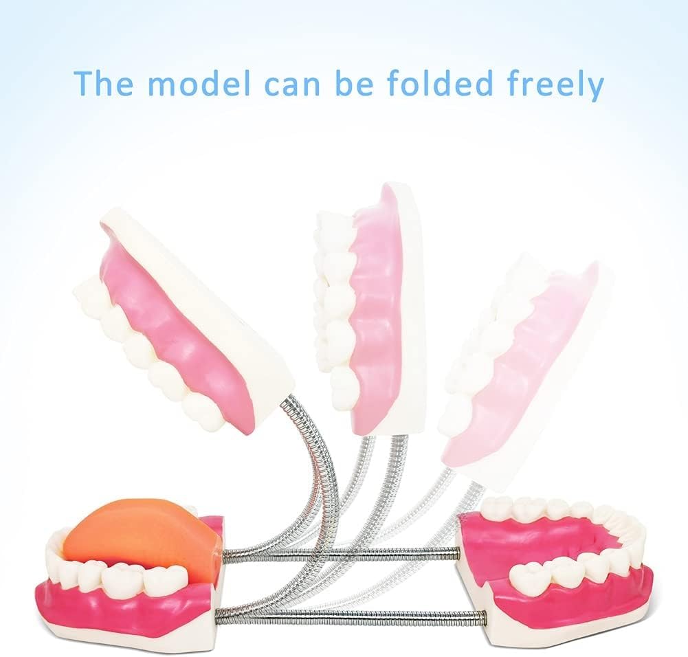 Modello for la cura dei denti dentali, Modello for la cura dei denti for l'igiene orale con spazzolino gigante, Modello dimostrativo dentale for bambini, Strumento didattico for la logopedia for spieg
