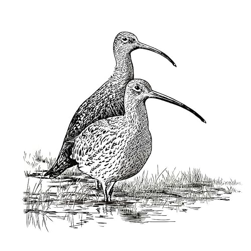 Curlew Action cover art