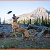 Ultra Durable Flying Disc for Dogs