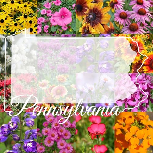 Pennsylvania Bulk Wildflower Seed Mix 1/4lb Covers 500sq-ft - Attract Pollinators Multi-Color Perennial and Annual Blooms - Northeast US Species Plant in Spring/Fall (1/4 Pound)