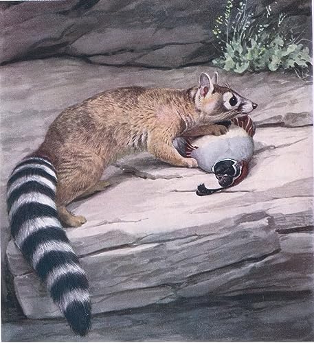 Impression sur toile Sharp Eyed Ringtail tableau déco haut de gamme 60x90cm Fuertes