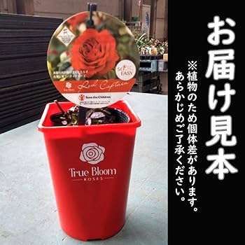 タイムセール！4鉢価格！アンスリウム　赤葉　苗　苗木　6号　マデュラル　パンドラ 感謝祭 バラ苗 6号鉢 2025 オレンジ マザーズディ Orange