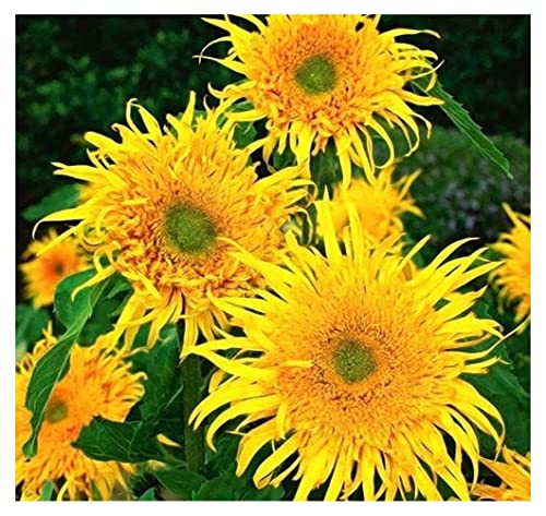 PREMIER SEEDS DIRECT- Sunflower - Astra Gold - 25 Finest Seeds