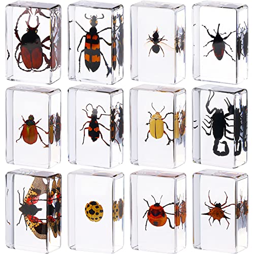 12 Pcs Insect Specimens for Kids Bug Collection Kit Real Specimens of Various Butterflies Beetles, Kids Biology Science Educational Toy, Back to School Gift for Classroom Teacher Student(Ladybug)