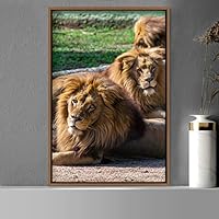 Framed Canvas Wall Art Lions Animals Chic Dramatic Lion Living Room Multicolor Photography - 16x24 inches