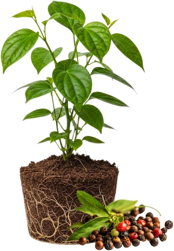 Black Pepper Plant Live, Black Pepper Tree Plant, 4 to 6 Inches, Well - Rooted Piper Nigrum Seedling for Indoor Outdoor Growing