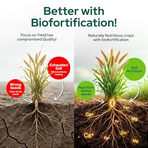 Image of Better Nutrition Biofortified Daliya | High Protein | Rich in Iron & Zinc | 100% Natural | Healthy Daliya | High Fiber For Digestive Ease | 1kg