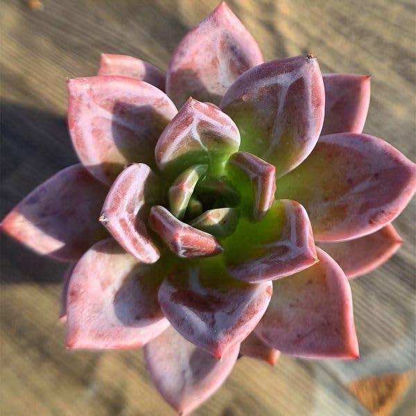❣️シャンペーン❣️現品 エケベリア 寄せ植え 多肉弁当 多肉植物 Amazon.co.jp: 農園直売 多肉植物 寄せ植え エケベリア属 ワイン