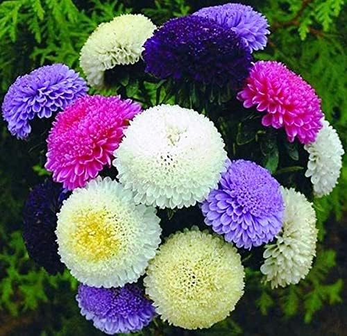 Miniatura 8 de KIRA SEEDS - Semillas Pompon Aster Mix - Flores anuales para plantar - Sin OMG