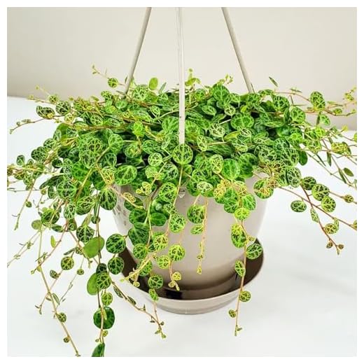String of Turtles Succulent Plant