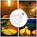 Aiicioo 250W R40 Clear Heat Lamp Bulb R40 Incandescent Heat lamp Bulb for Pets Flood Light Bulb for Chickens Clear Infrared Bath Light E26 Base 2 Pack