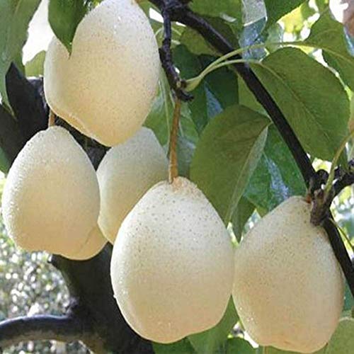 Shiningbaby 20pcs Asian Pear Chinese White Sand Pear Seeds Organic Sweet Fruit Plants