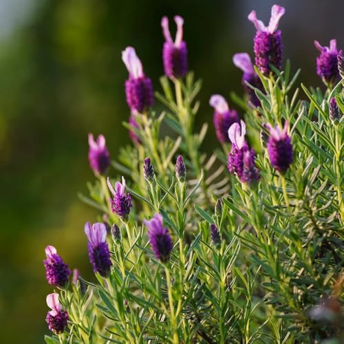 semillas de lavanda organicas, al aire libre, exóticas, cobertura del suelo 800pcs