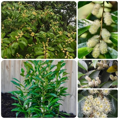 Semillas de seto de laurel cerezo, interior laurel cereza mini jardín, real de balcón, 35pcs