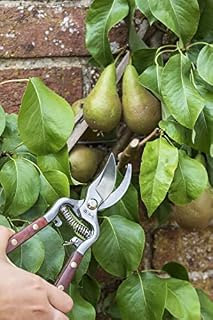 Burgon & Ball National Trust Secateur, 22 cm Length