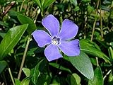 Myrtle 4 Plants - Periwinkle/Vinca - Hardy Groundcover - 1 3/4" Pots