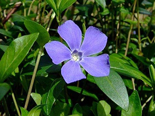 Myrtle 48 Plants - Periwinkle/Vinca - Hardy Groundcover - 1 3/4 Myrtle 48 Plants - Periwinkle/Vinca - Hardy Groundcover - 1 3/4