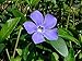 Myrtle 48 Plants - Periwinkle/Vinca - Hardy Groundcover - 2 1/4" Pot