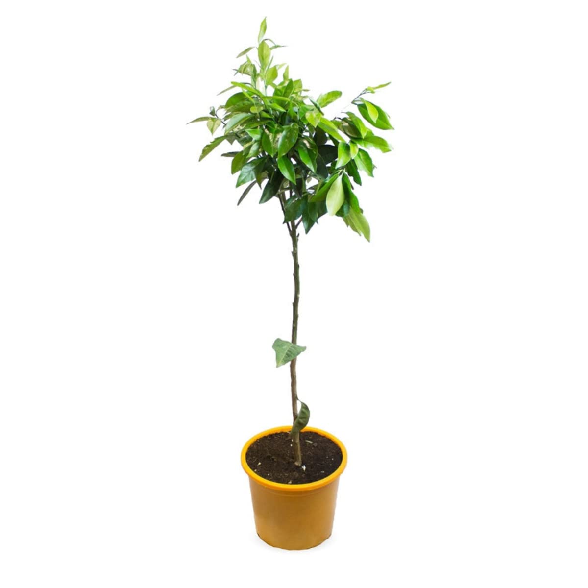 Verdecora Pack Limonero y Naranjo | Plantas naturales de exterior | Árboles frutales en maceta de 5L | Para plantar en huerto o jardín