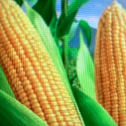 Tuesday Titter - CORN ADDICT