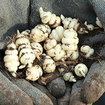 Amazon 紫桜館山の花屋 山菜苗 チョロギ 種芋個 野菜
