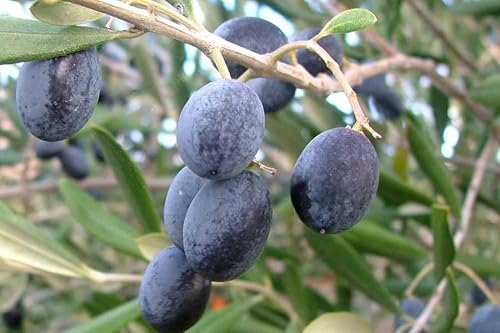 Generic 15 Olea Europea Seeds, Olive Tree Seeds, Natural