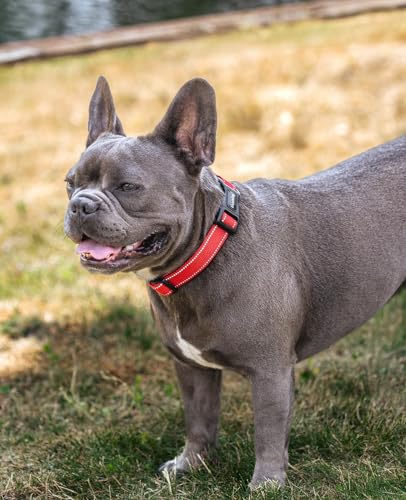 lionto Hundehalsband aus strapazierfähigem Nylon, Größe M, weiches gepolstertes Halsband für Hunde, 360° reflektierend & Klickverschluss, Metallring & Anpassung durch stufenlosen Schieber, rot