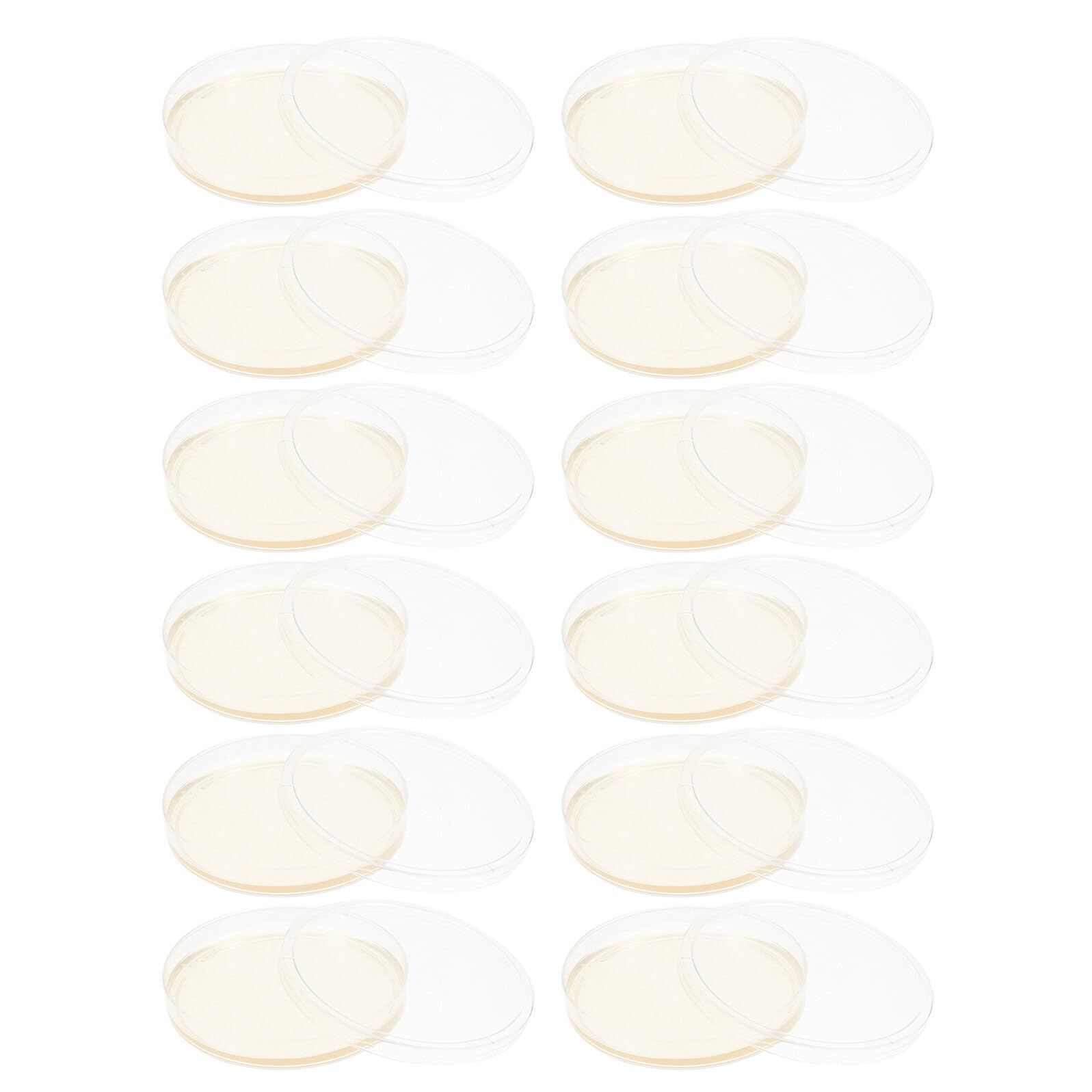 20pezzi Piastre di Petri Trasparenti Pre-confezionate Agar Nutritivo per Laboratorio Scientifico Adatte Microbiologia Esperimenti di Ricerca e Analisi in Classe