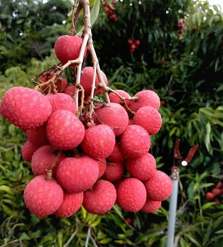 Image of Air Layering Hybrid CHINA 3 Variety Litchi plant, Sweet Tasty Litchi Plant. Pack of 1