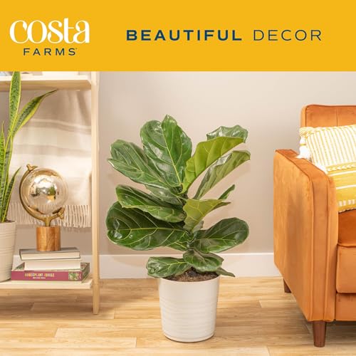 Image of Costa Farms Fiddle Leaf Fig, Live Indoor Ficus Lyrata Floor Plant, Tropical Houseplant Potted in Nursery Planter, Housewarming, Birthday, Office and Living Room Decor, 2-3 Feet Tall