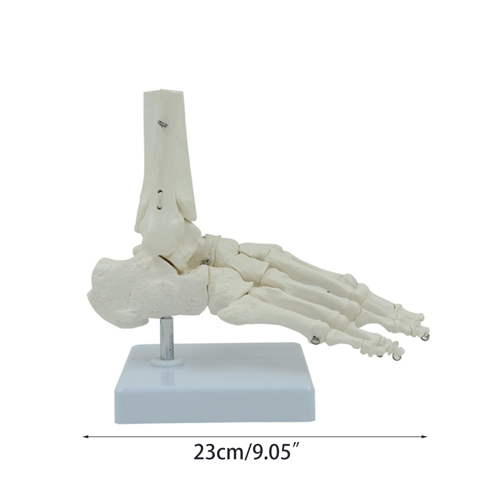 Menschliches Fußknöchelmodell Flexibel 1:1 Wissenschaftliche Lebensgröße mit Display-Basis für Lehrhilfe Patientenerziehung Menschliches Fußskelett Modell Anatomie Fuß und Knöchel Modell