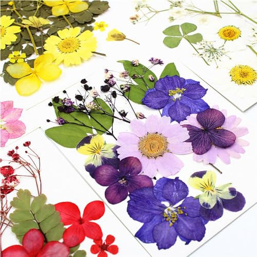 Flores secas prensadas reales, kit 12 piezas color rosa miniatura 3