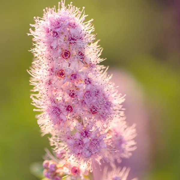 Spirée billardii – Spiraea billardii 40-60 cm pot | Arbuste décoratif, floraison rose estivale, idéal haie fleurie & massif champêtre