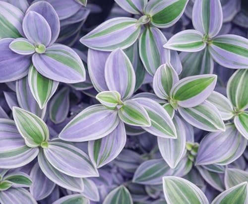 2 Lavender Star Wandering Jew Cuttings to Grow - Purple Green & Lavender Plant - Easy Trailing Houseplant for Hanging Baskets & Pots - Gardener Gift