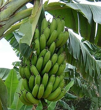 Plantain Seeds 100 Seed Packet More Heirloom, Non GMO, Vegetable, Fruit, Herb, Flower Garden Seeds at Seed King Express