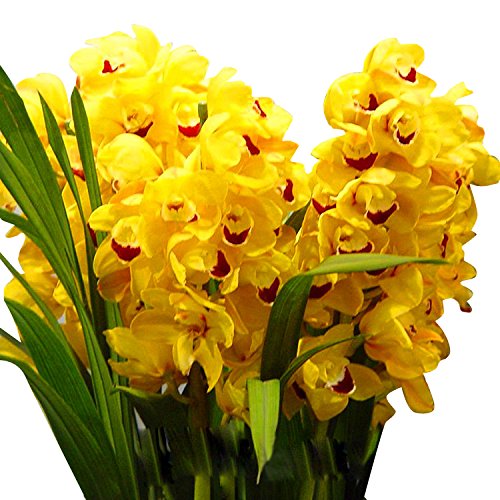 Nema Yellow erythema Cymbidium Faberi Orchid Seeds - 10Pcs (B07B8K2Z77) Amazon Price History, Amazon Price Tracker